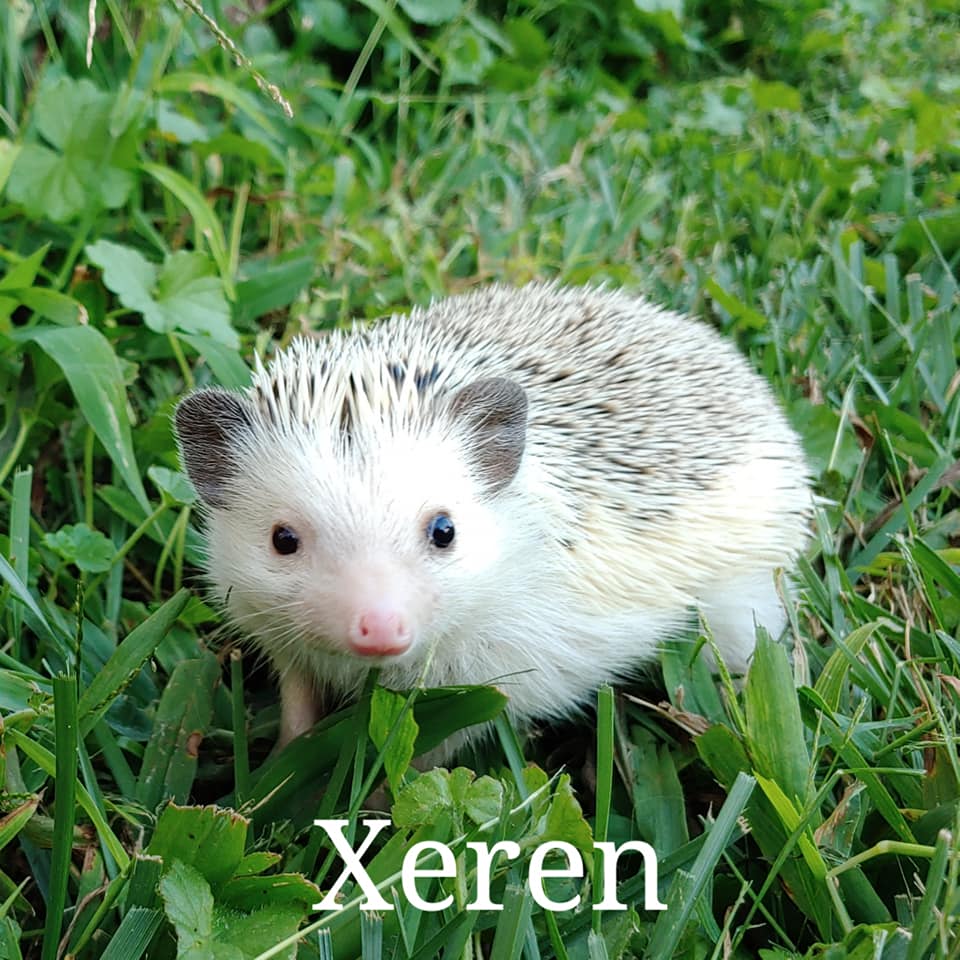 Our Herd the hedgies of Hedgehog Valley